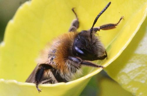 Réf. 339 717 : Andrena nitida